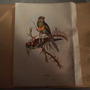 SET OF 2 VINTAGE ART PRINTS BY J GOULD, EACH WITH PARAKEET PAIR, & ORIGL FOLDER